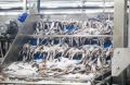 Дальневосточной рыбе предложили «зеленый коридор» на внутренний рынок