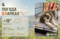 #ПогодаВЛапках. Ожидается переменная облачность