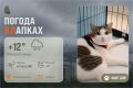 #ПогодаВЛапках. Дождливая погода весь день
