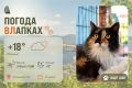 #ПогодаВЛапках. Облачно. В прогнозе – кошечка-компаньон Анжелика – пушистая трёхцветная красавица с непростой судьбой