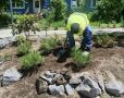 В Некрасовском сквере высаживают деревья и кустарники и просят не выгуливать там собак