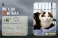 #ПогодаВЛапках. Возможен небольшой дождь