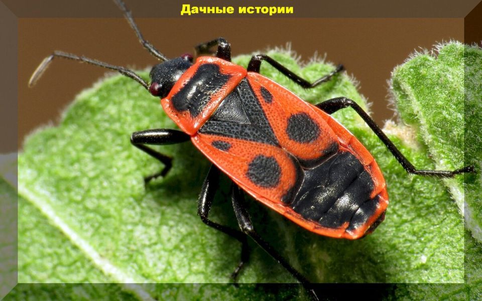 Клоп-солдатик: неожиданный защитник вашего сада и враг слизней