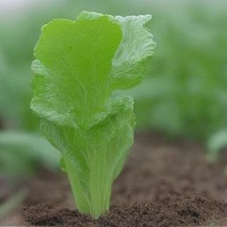 Секрет раннего урожая капусты: как осенний посев меняет правила игры
