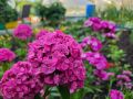 Секреты садового великолепия: забытые растения, которые преобразят ваш участок