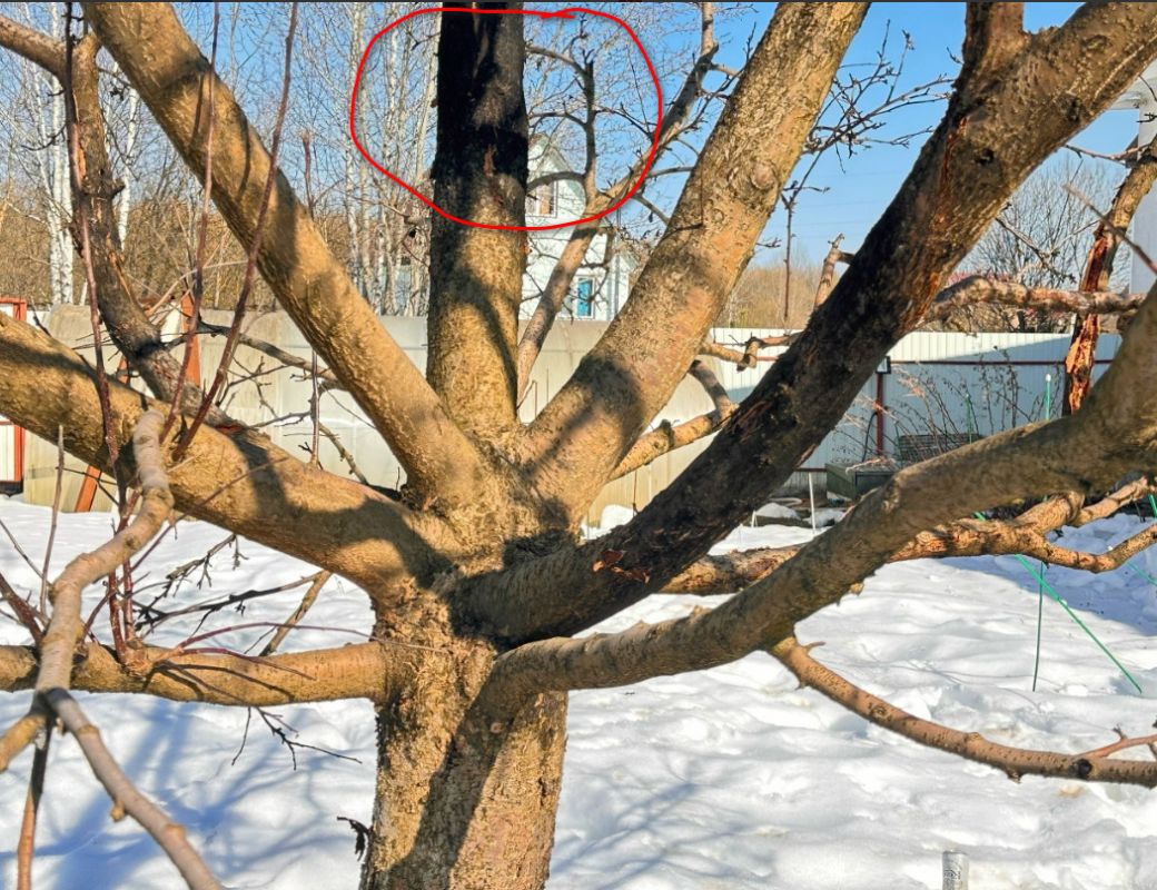 Спасение яблонь: как распознать истинные проблемы деревьев