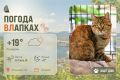 #ПогодаВЛапках. Переменная облачность