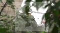 Гималайского медведя, гулявшего по улицам Владивостока, поймали сотрудники Охотнадзора и специалисты Минлеса, сообщили в правительстве Приморского края