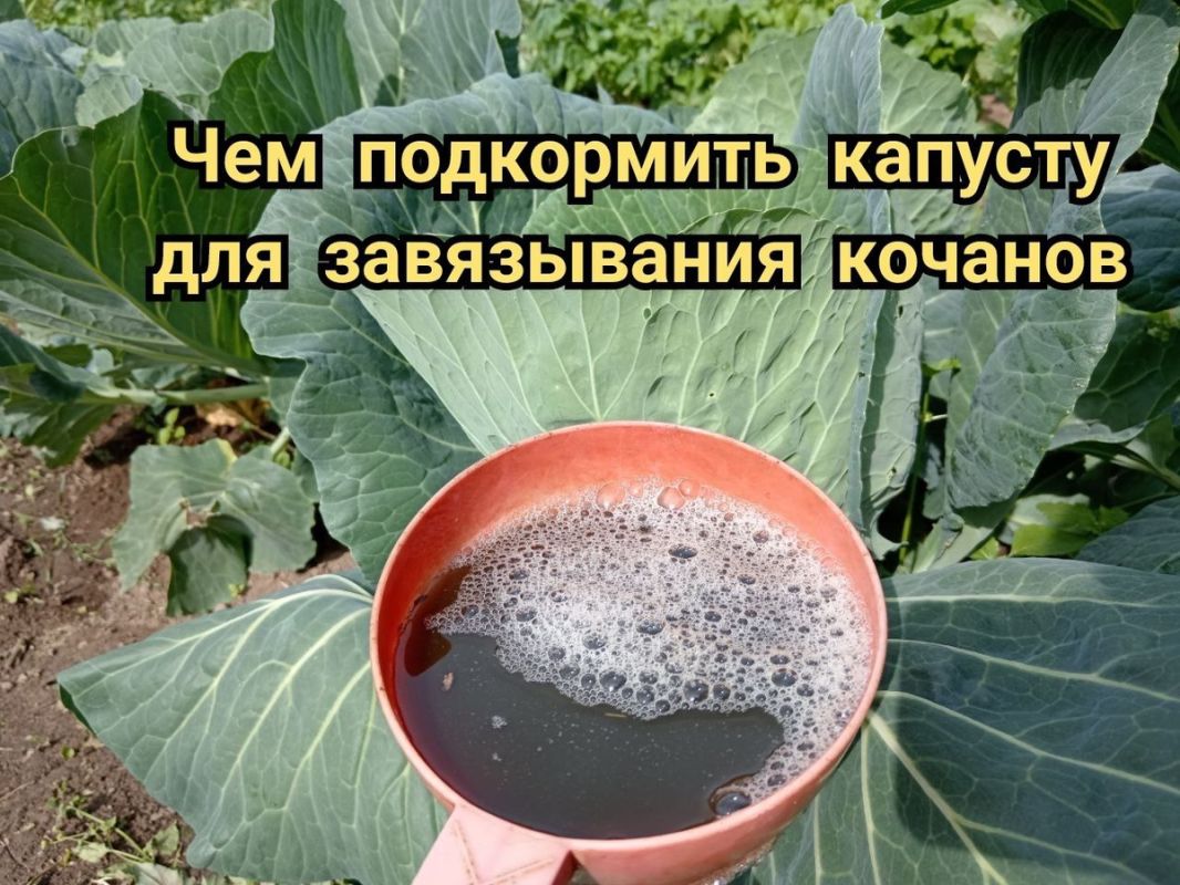 Как подкормка капусты в июле помогает получить отличный урожай