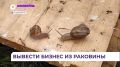 Улиточная ферма в селе Глуховка привлекает туристов со всего Приморья
