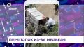 Во Владивостоке на Эгершельде завершена операция по отлову медведя