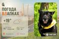 #ПогодаВЛапках. Переменная облачность