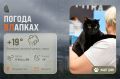 #ПогодаВЛапках. Дождливая погода
