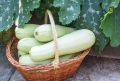 Кабачки: Летний Овощ, Который Нельзя Пропустить