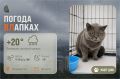 #ПогодаВЛапках. Облачно, дождь