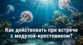 Осторожно, медуза-крестовик!