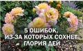 Почему умирает Глория Дей: основные ошибки при посадке чайно-гибридных роз