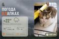 #ПогодаВЛапках. Облачно. Сегодня в прогнозе котик Найк – самый старший и крупный мальчик в помёте