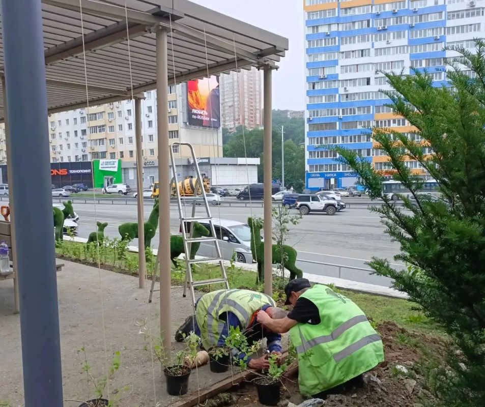 Обустраиваем новую пешеходную дорожку в Некрасовском сквере Обустраиваем новую пешеходную дорожку в Некрасовском сквере