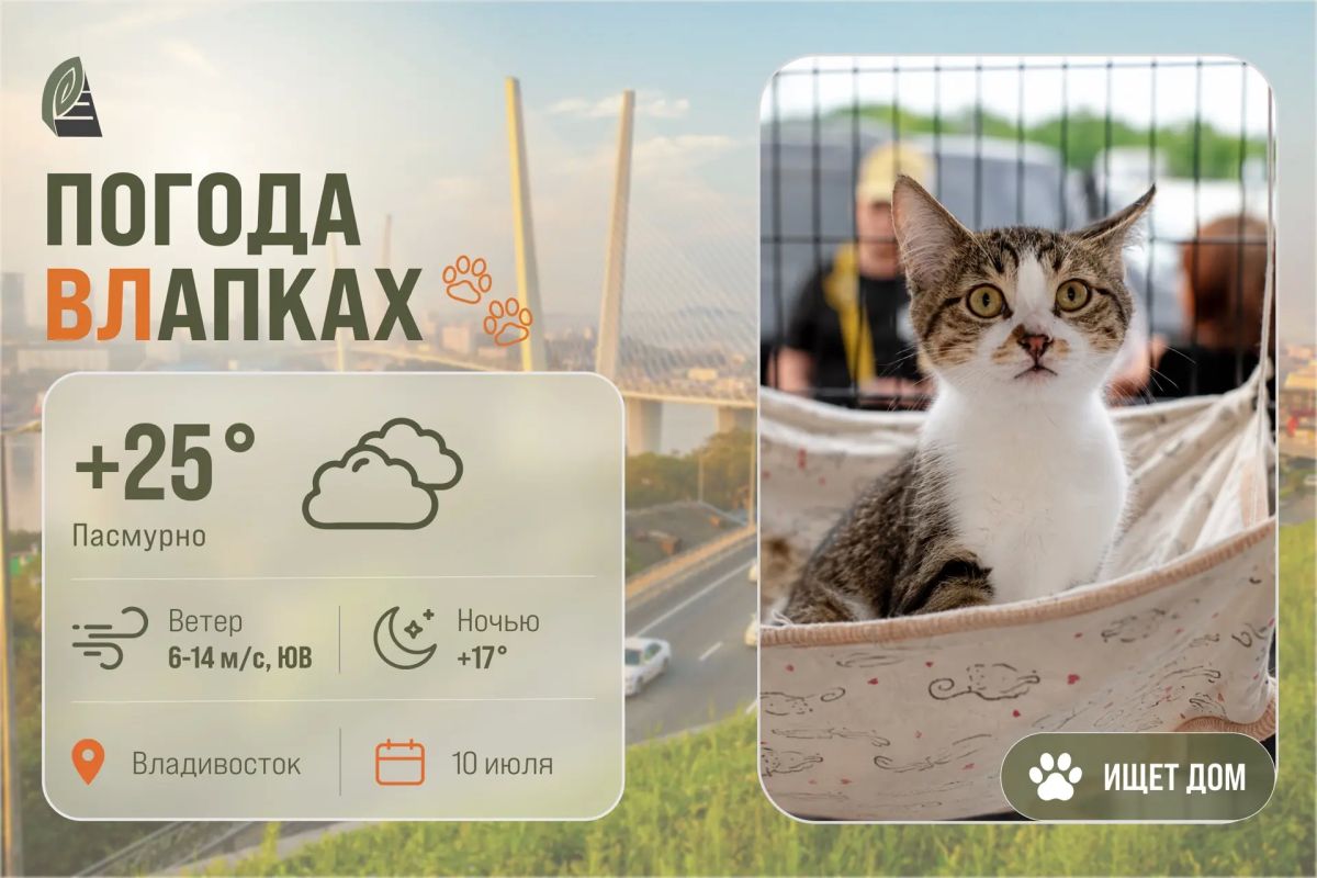 #ПогодаВЛапках. Облачно. Сегодня в прогнозе обаятельный Макс – чудесный мальчик, более нежный и трепетный, чем его старший брат