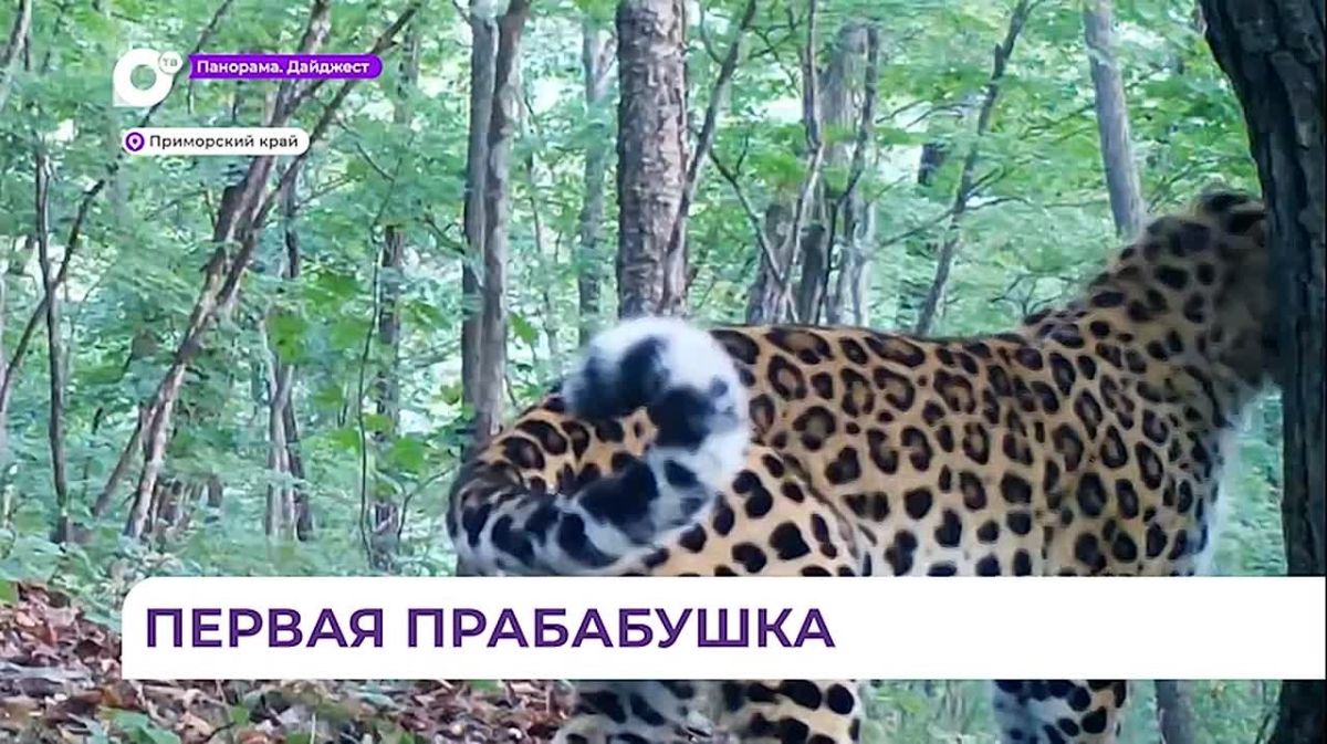 В Приморье появилась первая самка леопарда в статусе прабабушки