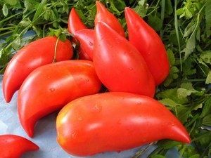 Как выбрать лучшие сорта томатов для средней полосы