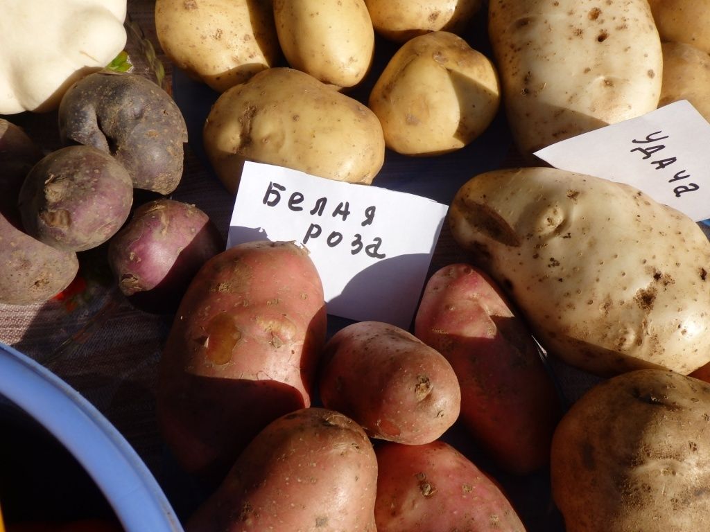 Репродукция картофеля: секреты быстрого размножения и сохранения сорта