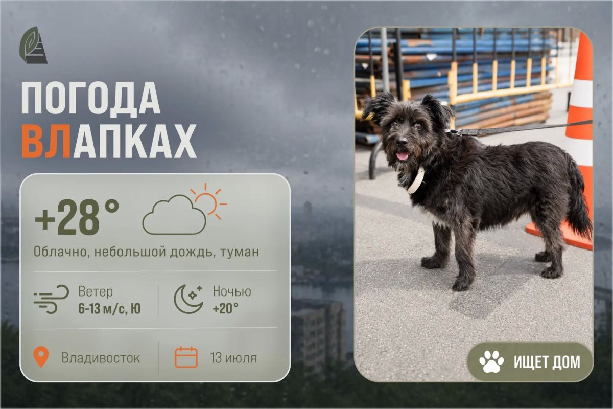 #ПогодаВЛапках. Облачно, небольшой дождь