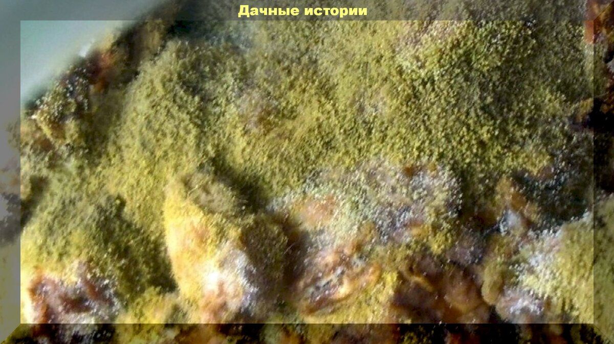 Выращивание триходермы: секреты для дачников