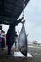 В День рыбака во Владивостоке поймали 86-килограммового тунца