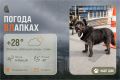 #ПогодаВЛапках. Облачно, небольшой дождь