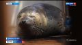 Заблудившегося тюленя спасли из реки Раздольной в Приморье