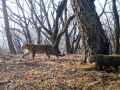 Леопард Сахаринка показала своего детеныша