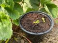 Умный способ укоренения усов клубники: секреты от опытных садоводов
