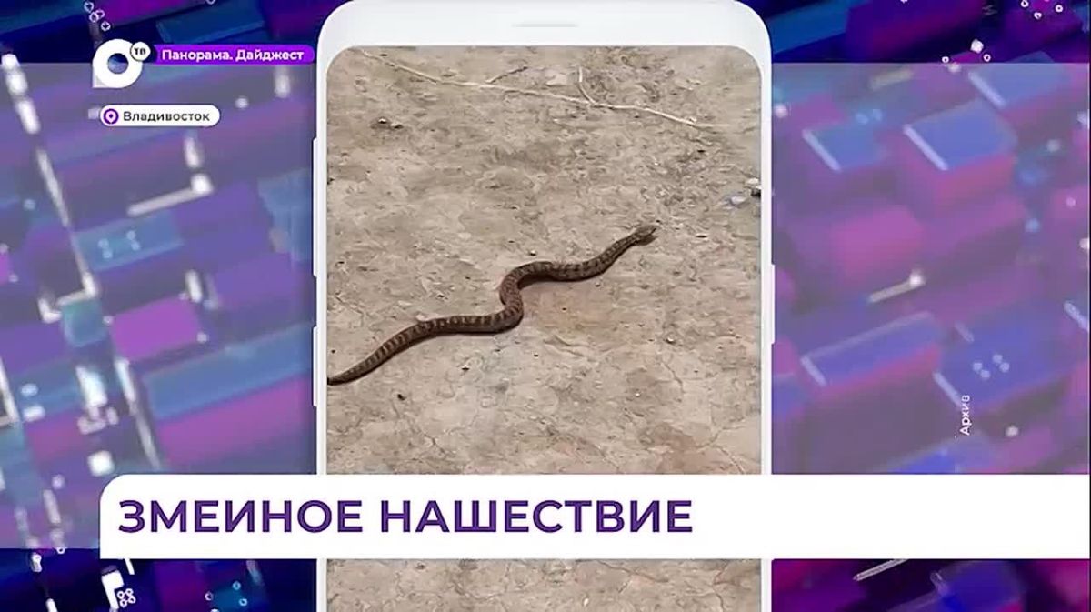 На городских пляжах Владивостока — змеиное нашествие