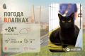 #ПогодаВЛапках. Облачно. В прогнозе Сима – невероятно красивая, ласковая и грациозная чисто-чёрная кошечка