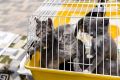 На следующих выходных в Минном парке будут пристраивать кошек и собак