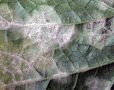 Как продлить плодоношение огурцов: советы для успешных садоводов