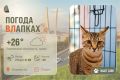 #ПогодаВЛапках. Переменная облачность