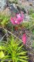 Ученые обнаружили 7 видов редких краснокнижных растений на острове Попова