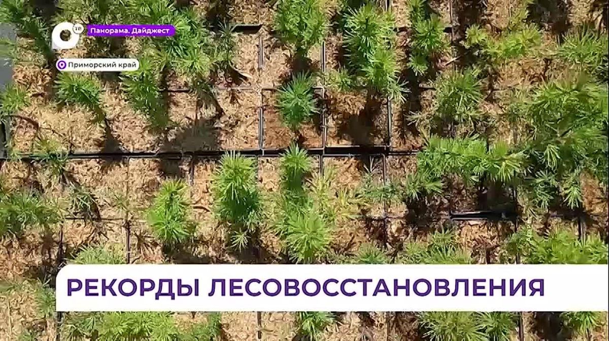 В Приморье восстанавливают леса с опережением плана