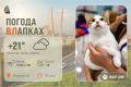 #ПогодаВЛапках. Облачно. Ника – ласковая собеседница, которая всё ещё верит людям