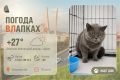 #ПогодаВЛапках. Облачно с прояснениями