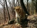 Подопечная Памелы Андерсон «переехала» в Китай