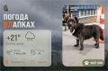 #ПогодаВЛапках. Облачно, небольшой дождь