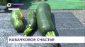 Сезон сбора кабачков в Арсеньевском округе завершается