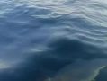 ����� ���������� ���������� � ��������