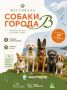 19 сентября 2026 года берег бухты Ахлёстышева на острове Русский вновь превратится в столицу собачьего счастья