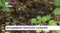 Целые стада кабанов пугают гуляющих лесу в районе «Варяга» во Владивостоке