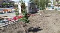 Хвойные растения и многолетние травы: на центральной площади Уссурийска начали озеленение